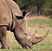 DNA to convict rhino poachers