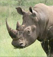No contribution too small – every little bit helps the rhinos!