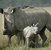 Update on rhino poaching statistics (2 October 2012)