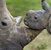 Update on rhino poaching statistics