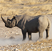 R 6 Million to fight rhino poaching!!!