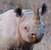 Convicted rhino poachers sentenced