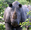 Estimating Rhino Numbers